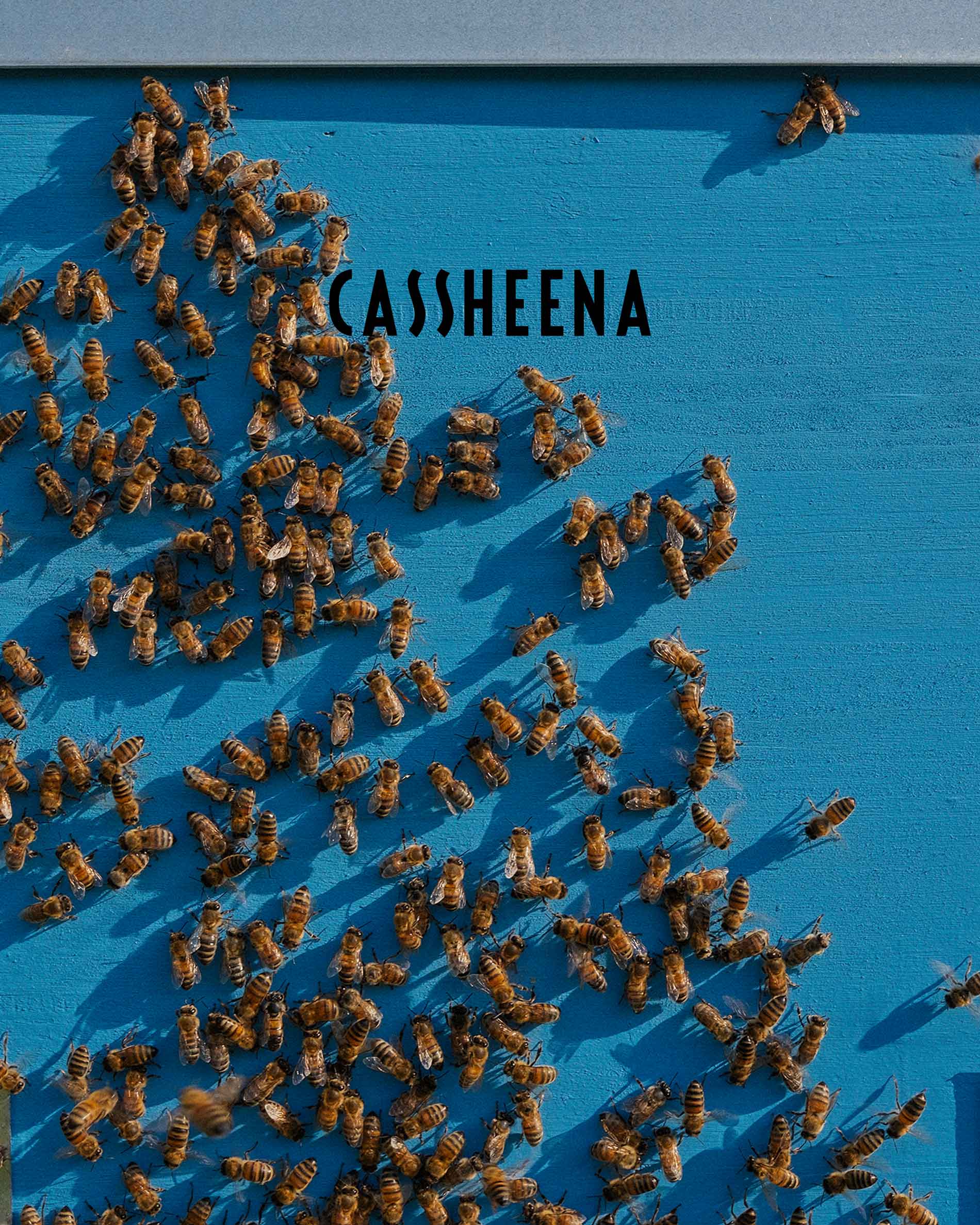 bees of CASSHEENA