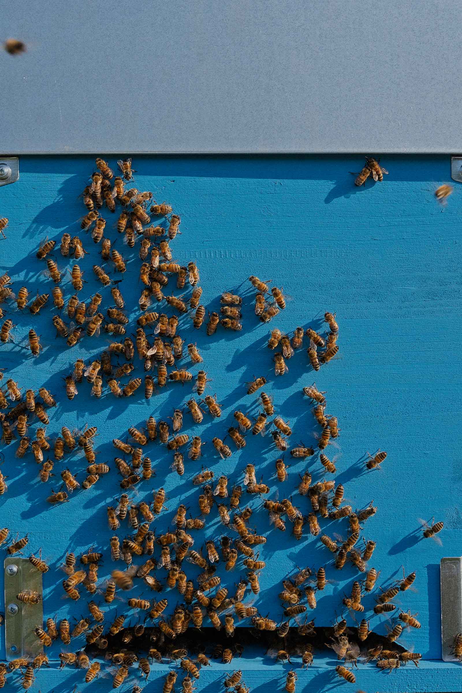 bees of CASSHEENA