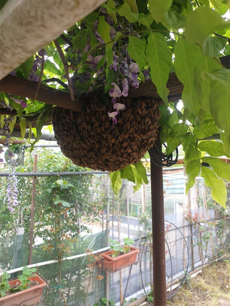CASSHEENA — Biodiversity research center specialized in bees and honey